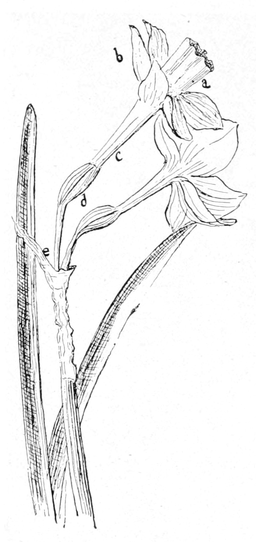 Daffodil detail