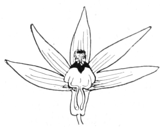 Pansy man