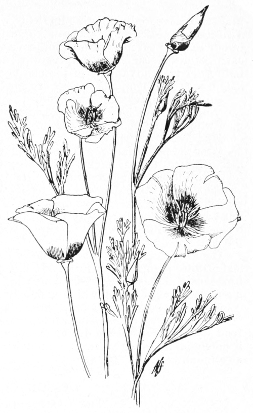 Poppy