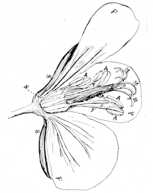 Horseshoe geranium