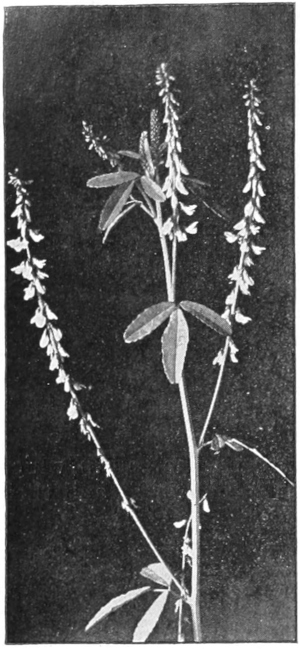 White sweet clover