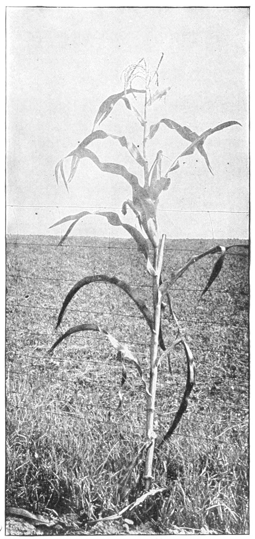 Corn stalk