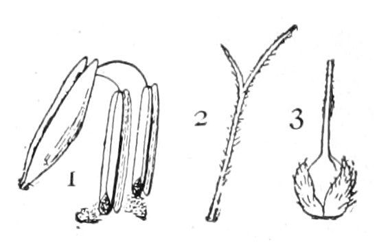 Corn parts