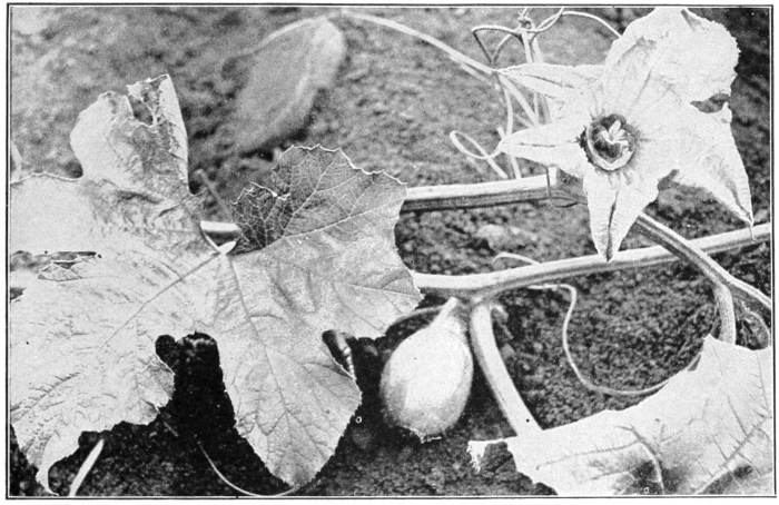 pistillate blossom