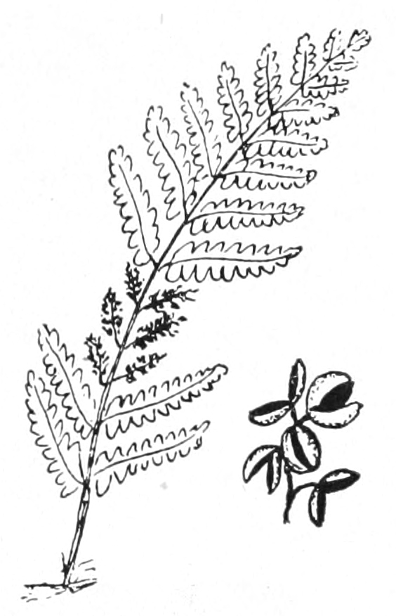 Interrupted fern