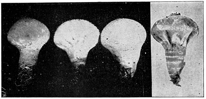 Puffball
