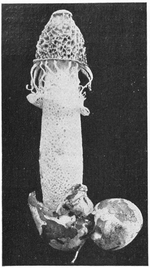 Stinkhorn