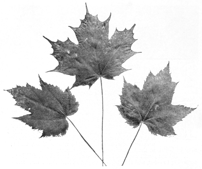 Maple leaves