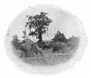 Elm tree