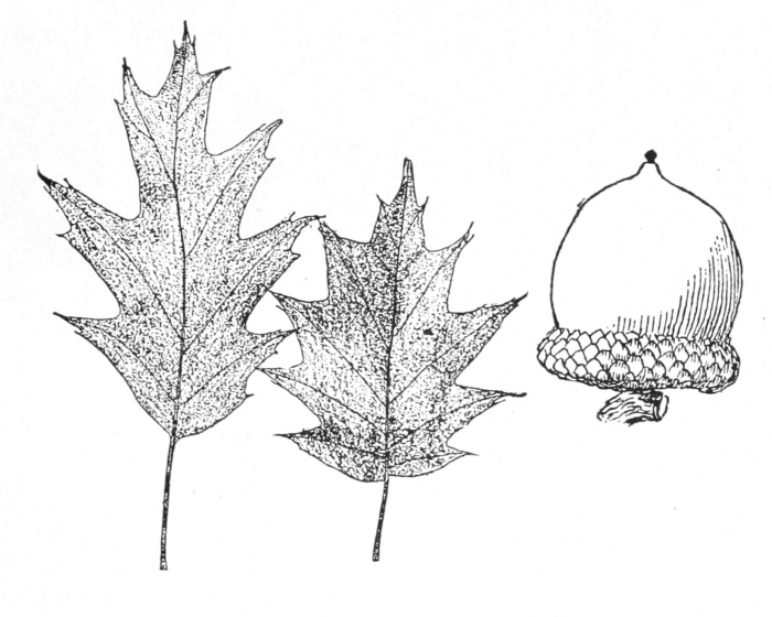 Red oak leaves