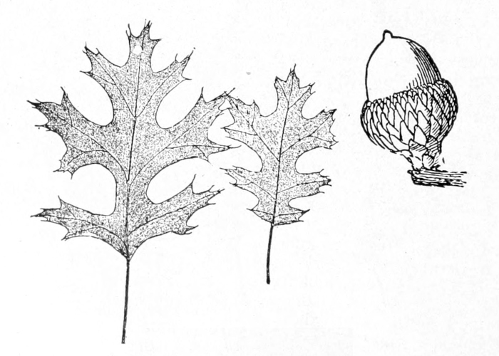 Scarlet oak leaves