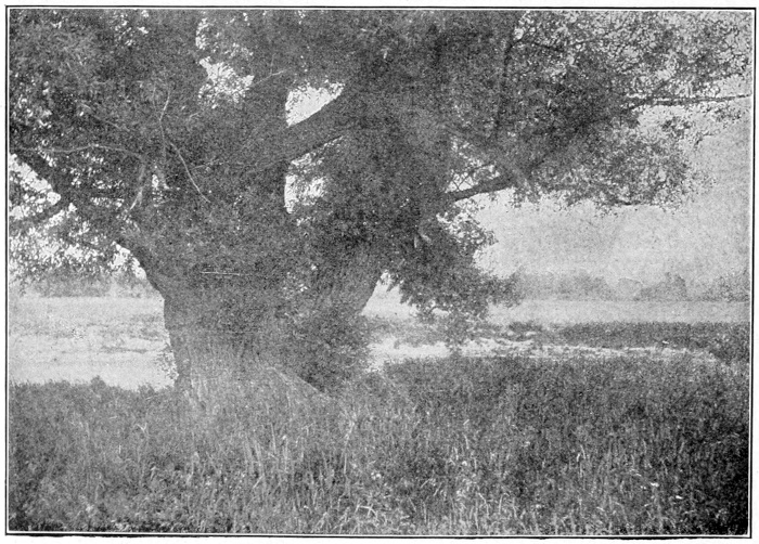 Willow tree