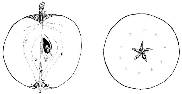 Apple disected