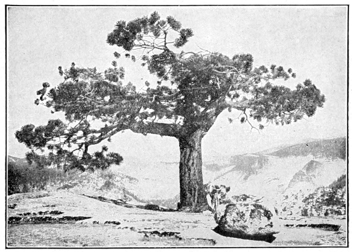 Yellow pine