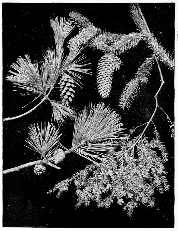 Various branches