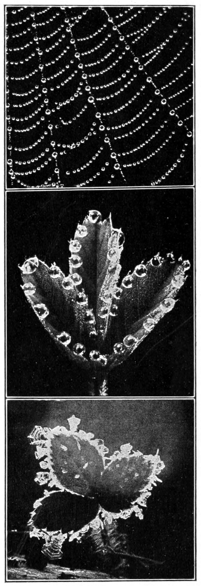 Dewdrops